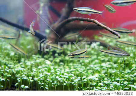 Small habitat inside the glass aquarium. Small habitat inside the glass aquarium. 46853038
