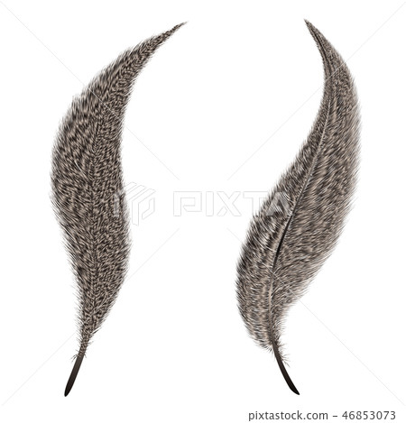 Set of colorful feather isolated on white. 46853073