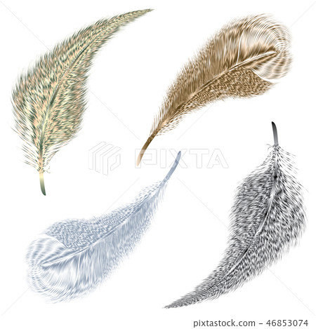 Set of colorful feather isolated on white. 46853074