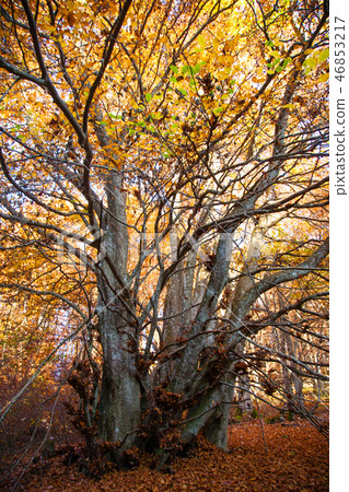 Trees in autumn season background Trees in autumn season background 46853217