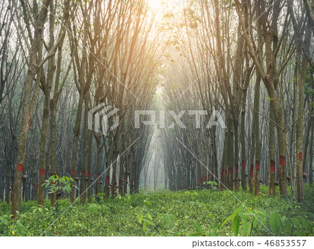 Rubber plantation with sunlight Nature agriculture Rubber plantation with sunlight Nature agriculture 46853557
