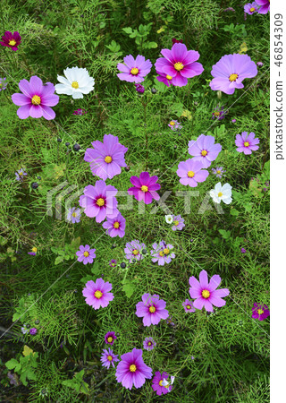 漂亮的宇宙 46854309