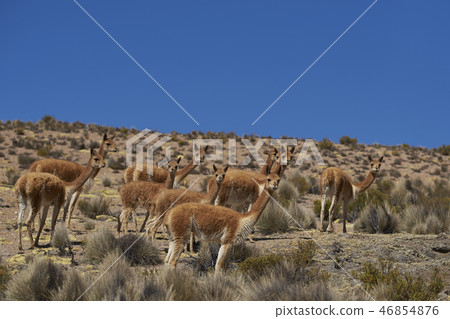 Vicuna on the Altiplano 46854876