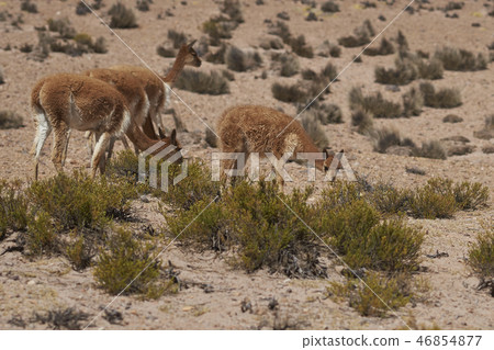 Vicuna on the Altiplano 46854877