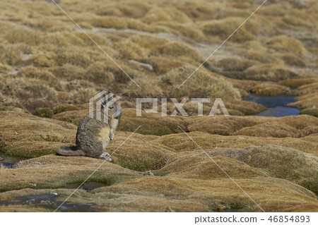 Mountain Viscacha 46854893
