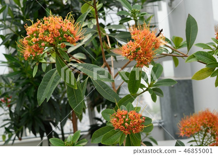 Xanthon Stemon Chrisanthus Golden penda 46855001