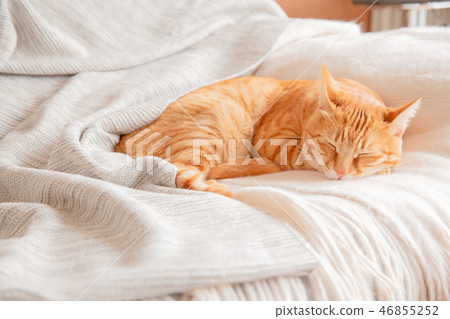 Cat Cat 46855252