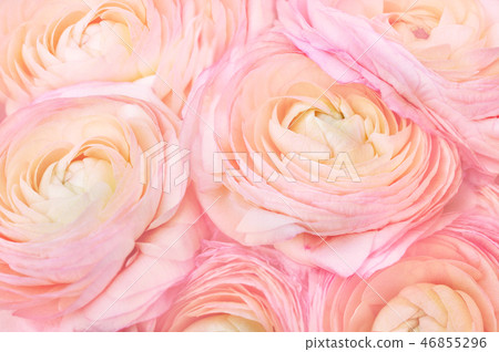 Summer blossoming delicate ranunculus flowers Summer blossoming delicate ranunculus flowers 46855296
