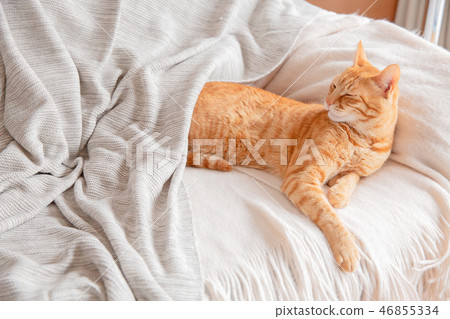 Cat Cat 46855334