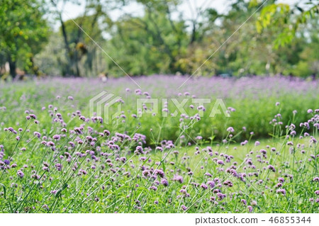 flower garden, flower field, verbena 46855344