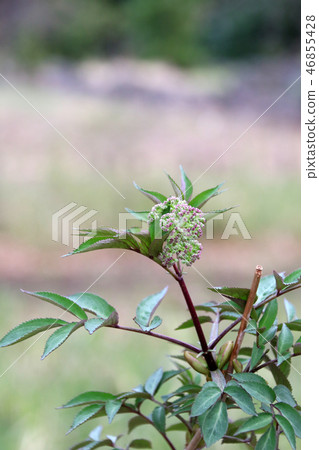 At the time of bud At the time of bud 46855428