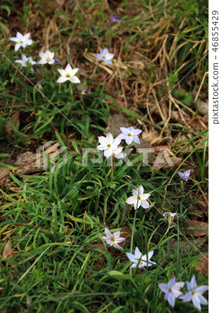 Blooming 46855429