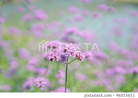 花朵 花 花卉 46855651