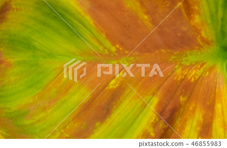 Background of Dried Elephant Ear or Colocasia Leaf Background of Dried Elephant Ear or Colocasia Leaf 46855983