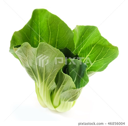 Fresh Green Bok Choy on White Background Fresh Green Bok Choy on White Background 46856004