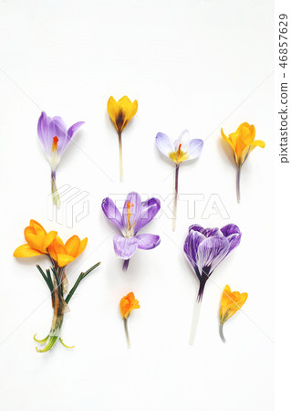 Spring, Easter floral composition. Yellow and violet crocuses flowers isolated on white wooden Spring, Easter floral composition. Yellow and violet crocuses flowers isolated on white wooden 46857629