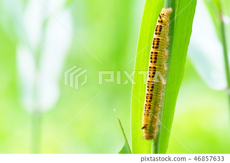 Takeke Kaha的幼蟲 46857633