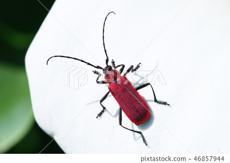 紅耳朵和彩色的花朵 46857944