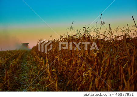 The harvesting of corn fields with combine The harvesting of corn fields with combine 46857951
