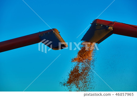 Pouring corn grain into tractor trailer after harvest Pouring corn grain into tractor trailer after harvest 46857965
