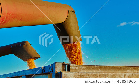 Pouring corn grain into tractor trailer after harvest Pouring corn grain into tractor trailer after harvest 46857969