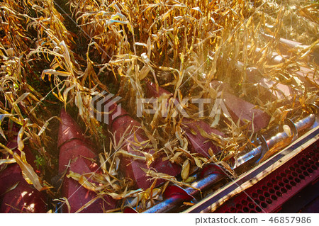 View from the cabin of combine harvester during work on the corn field 46857986