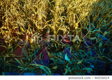 View from the cabin of combine harvester during work on the corn field View from the cabin of combine harvester during work on the corn field 46858024