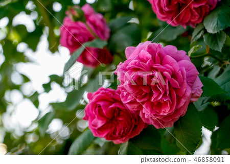 Red rose maria theresia 46858091