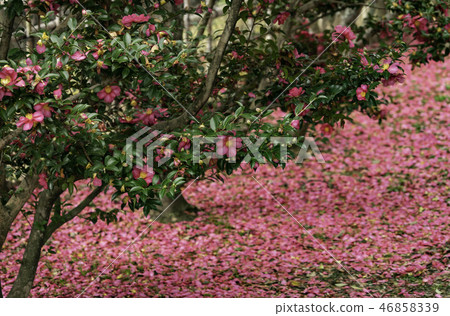 冬茶花 冬茶花 46858339