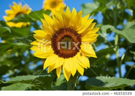 Okinawa flower flower sunflower 46858589