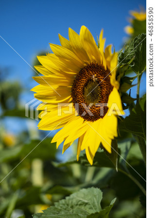 Okinawa flower flower sunflower Okinawa flower flower sunflower 46858590