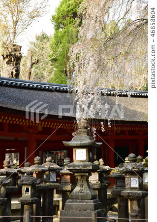 From Kasuga Taisha 46858604