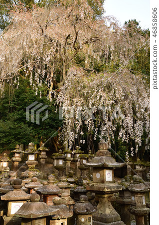 From Kasuga Taisha From Kasuga Taisha 46858606