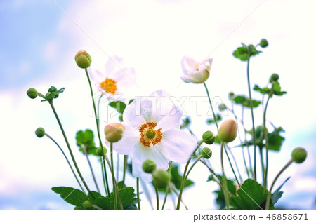 Shumayigiku 46858671