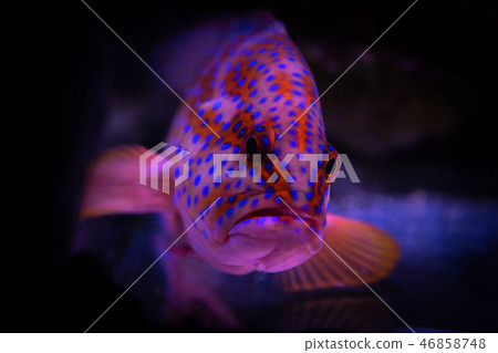 Red Sebastes aquarium sea fish pets wild life Red Sebastes aquarium sea fish pets wild life 46858748