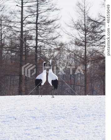 A pair of clamber cranes A pair of clamber cranes 46859049