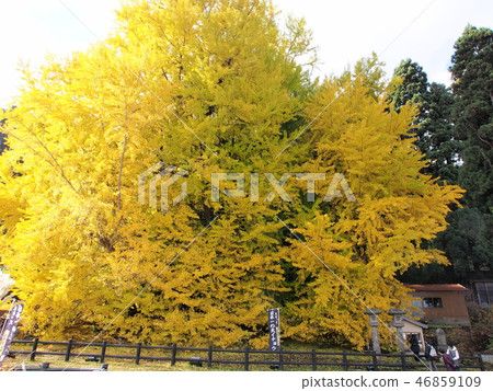 Great Ginkgo of Kitakagasawa 46859109