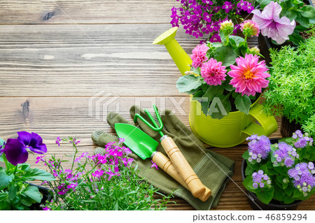 Seedlings of garden plants, flowerpots of flowers. Seedlings of garden plants, flowerpots of flowers. 46859294