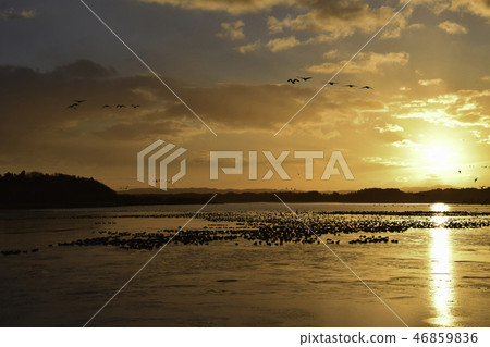 伊豆沼的日出 46859836