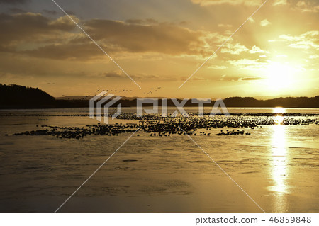 伊豆沼的日出 46859848