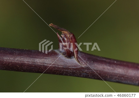 Natural plant Mube, winter bud. It seems to be the sprout that first appeared from the purple young branch 46860177