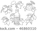 Illustration material of lotus cup 46860310