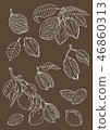 Illustration of cacao and almonds 46860313