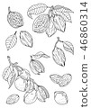 Illustration of cacao and almonds 46860314