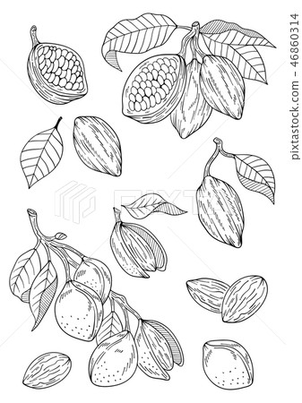 Illustration Of Cacao And Almonds Stock Illustration