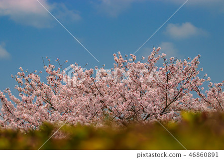 櫻花櫻花在東廣島市黑瀨鎮 櫻花櫻花在東廣島市黑瀨鎮 46860891