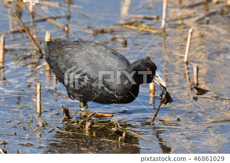 Waterfowl Waterfowl 46861029