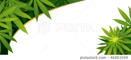 green cannabis leaf drug marijuana herb Background green cannabis leaf drug marijuana herb Background 46861049