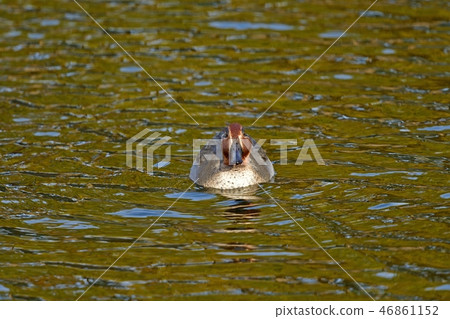 Pleasure of swimming leisurely 46861152