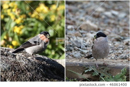 Duck bird pairings (2) 46861400